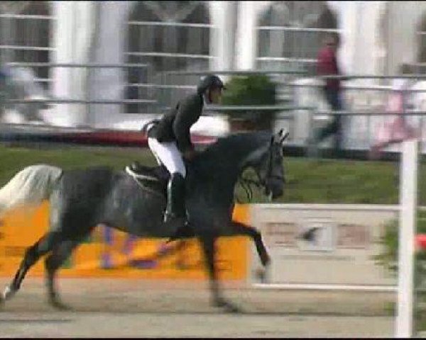 Pferd Calico Jack 3 (Holsteiner, 2005, von Caproni)