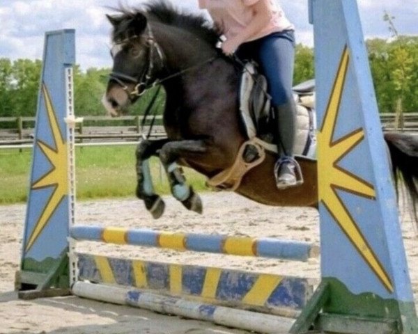 dressage horse Chase JE (German Riding Pony, 2015)