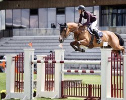 jumper Falino (KWPN (Royal Dutch Sporthorse), 2010, from Lansdowne)