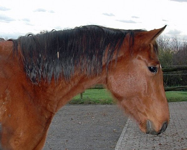broodmare Caldera Z (Zangersheide riding horse, 2006, from Crown Z)
