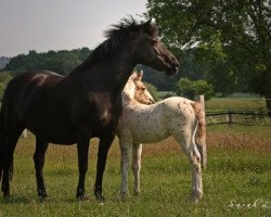 broodmare Jette (Knabstrupper, 1987, from Lyn KNN 77)