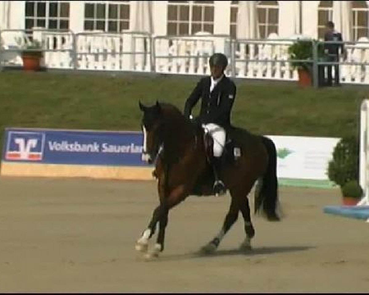 jumper Lightning Mc Queen R (Oldenburg show jumper, 2006, from Lissabon 29)