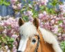 Zuchtstute Aleene (Haflinger, 1998, von Barney)