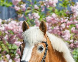 Zuchtstute Aleene (Haflinger, 1998, von Barney)