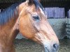 broodmare Ronja (Hanoverian, 1990, from Ramalgo Z)