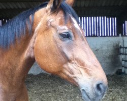 broodmare Ronja (Hanoverian, 1990, from Ramalgo Z)