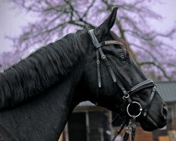 dressage horse Fürst Cavalier (Hanoverian, 2017, from Fürstenball)