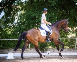 dressage horse Barnaby (German Warmblood, 2017, from Bailando)