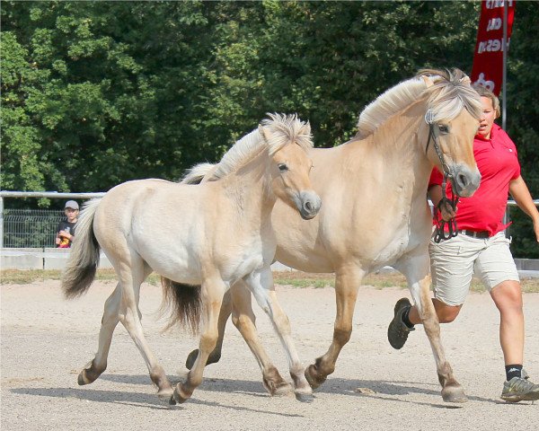 Pferd Jakarda (Fjordpferd, 2022, von Vinnebo)