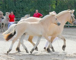 Pferd Lucia (Fjordpferd, 2022, von Maurids)