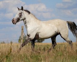 broodmare Mariella af lille hav (Knabstrupper, 2008, from Titan vom Pferdehof)