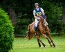 jumper Mr. Douglas (Irish Sport Horse, 2013, from Douglas Cavalier)