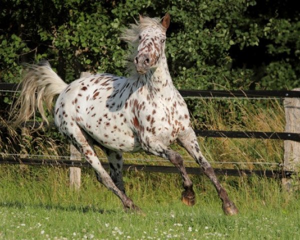 broodmare Madita af lille hav (Knabstrupper, 2002, from Thunder Dream vom Trollmoor)