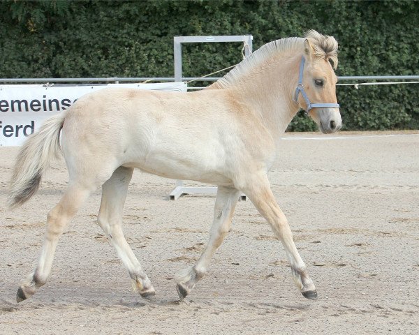 Pferd Ragadi H (Fjordpferd, 2022, von Gaard)