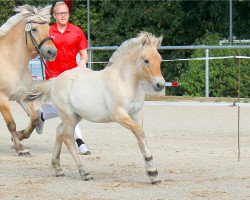 dressage horse Hazel Grace (Fjord Horse, 2022, from Kelvin)