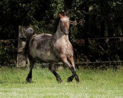 broodmare Ilana af Lille Hav (Knabstrupper, 2003, from Samurai v.Nordstern)