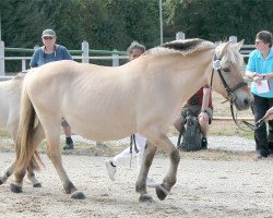 broodmare Hanna (Fjord Horse, 2000, from Kastanielystens Rasmus)