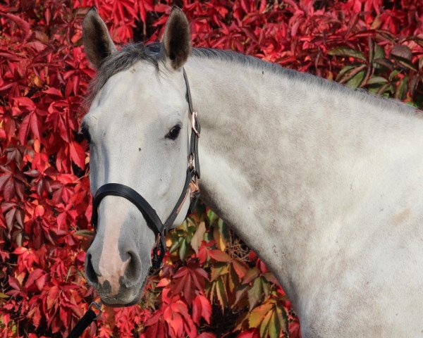 jumper Calido's Boy 5 (German Sport Horse, 2016, from Calidrio)