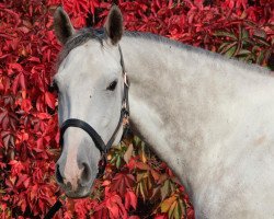 jumper Calido's Boy 5 (Deutsches Sportpferd, 2016, from Calidrio)