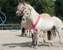 horse Lonva (Fjord Horse, 2022, from Diamant Halsnæs)