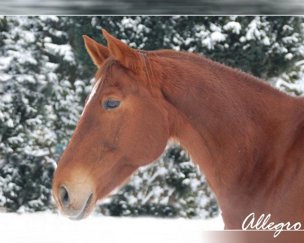 horse Allegro (Trakehner, 1997, from Leonardo)