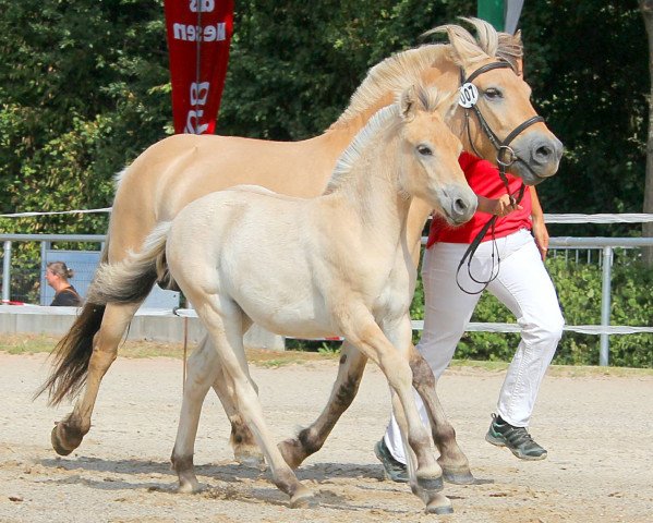 horse Jorid (Fjord Horse, 2022, from Vinnebo)