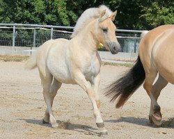 horse Kaja (Fjord Horse, 2022, from Koljar)