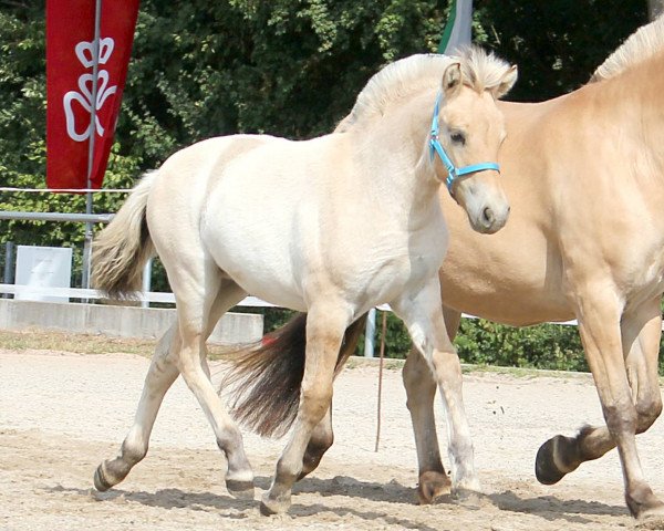 Pferd Romy H (Fjordpferd, 2022, von Gaard)
