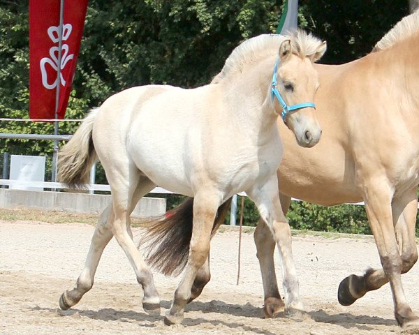 horse Romy H (Fjord Horse, 2022, from Gaard)