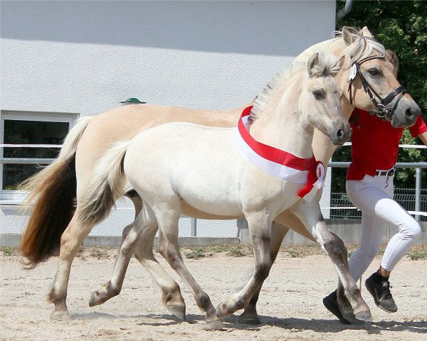 horse Ulani (Fjord Horse, 2022, from Reidar van den Bosdries)