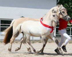 Pferd Ulani (Fjordpferd, 2022, von Reidar van den Bosdries)