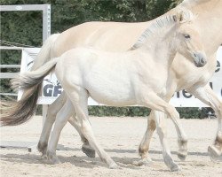 horse Fine (Fjord Horse, 2022, from Vacceur)