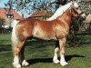 stallion Harbeck (Rheinisch-Westfälisches Draughthorse, 1997, from Hoppeditz)