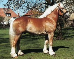 stallion Harbeck (Rheinisch-Westfälisches Draughthorse, 1997, from Hoppeditz)