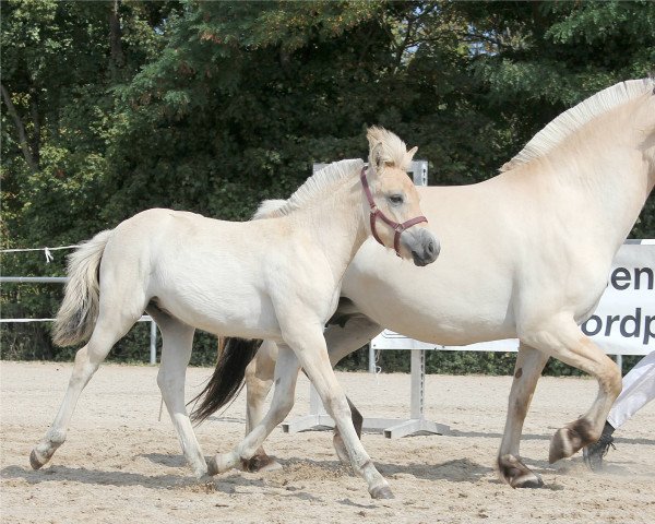 Pferd Lorena (Fjordpferd, 2022, von Maurids)