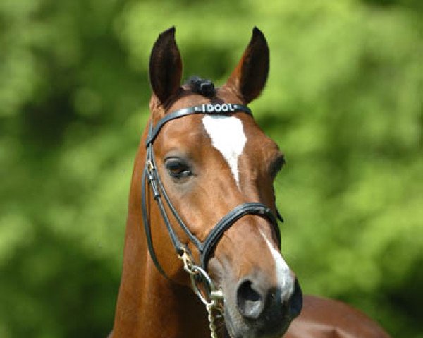 stallion Amedijk's Idool (Nederlands Welsh Ridepony, 2001, from Leandros Sirik)