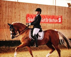 dressage horse Divabella (German Riding Pony, 2016, from Danny Gold)