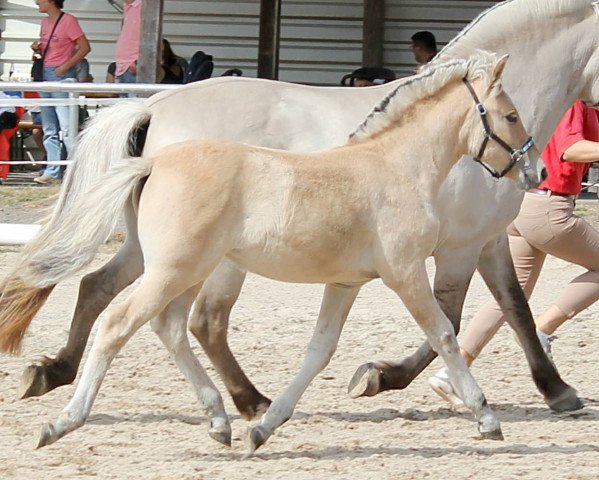 horse Aquana (Fjord Horse, 2022, from Ragnar)