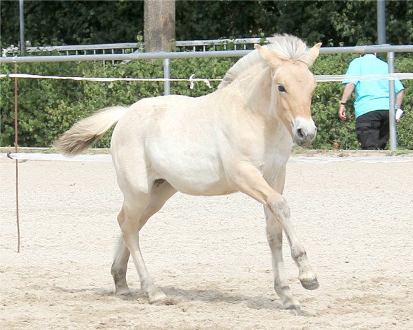 horse Finesse Fjellhorn (Fjord Horse, 2022, from Venlo)