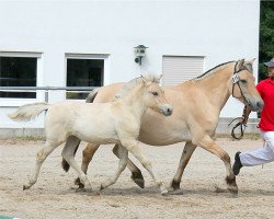 Pferd Coco Chanel (Fjordpferd, 2022, von Silvio Skjöldson)