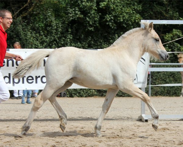 Pferd Galina (Fjordpferd, 2022, von Diamant Halsnæs)