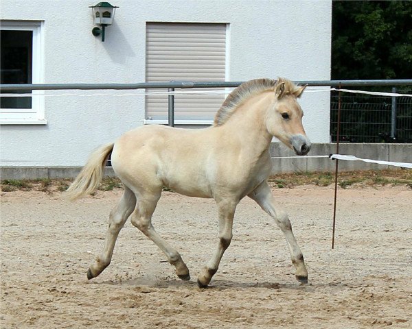 horse Jamila (Fjord Horse, 2022, from Maurids)