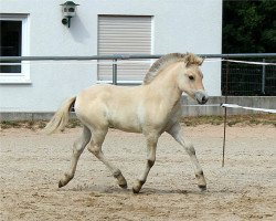 horse Jamila (Fjord Horse, 2022, from Maurids)