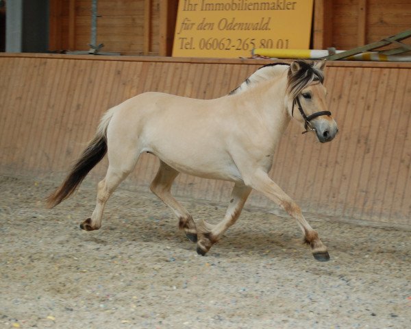 broodmare Lyria (Fjord Horse, 2018, from Vacceur)