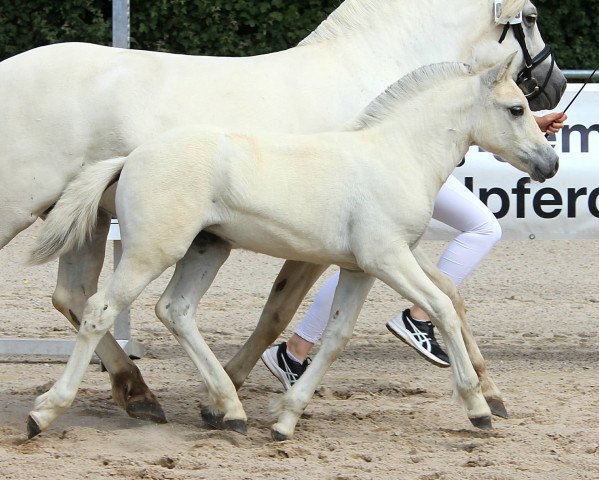 Pferd Filia (Fjordpferd, 2022, von Fjordbækken’s Sidan)