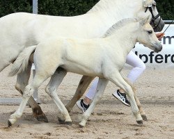 horse Filia (Fjord Horse, 2022, from Fjordbækken’s Sidan)