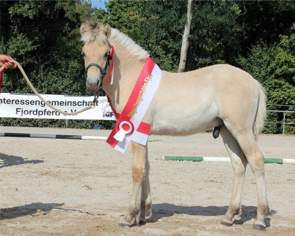 horse Vincent (Fjord Horse, 2022, from Vinnebo)