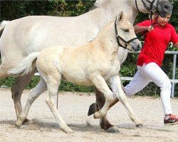 Pferd Jamaika (Fjordpferd, 2022, von Damar)