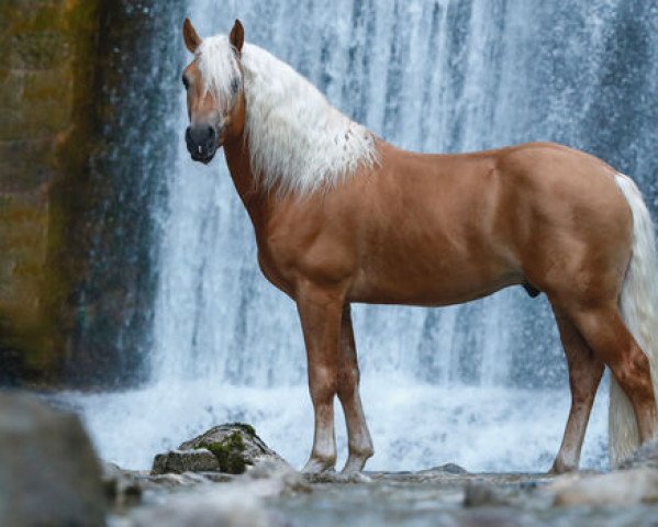 stallion Manu (10,74% ox) (Edelbluthaflinger, 2018, from Maximus (7,62% ox))
