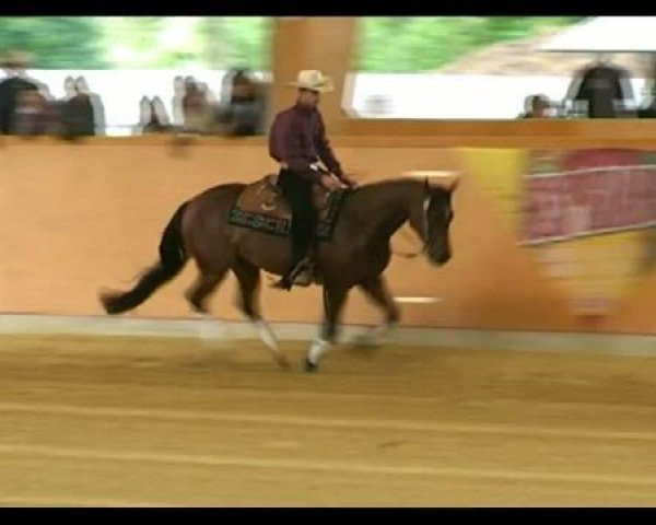 horse SSR Smart Charleyn (Quarter Horse, 2009, from As smart as Charley)